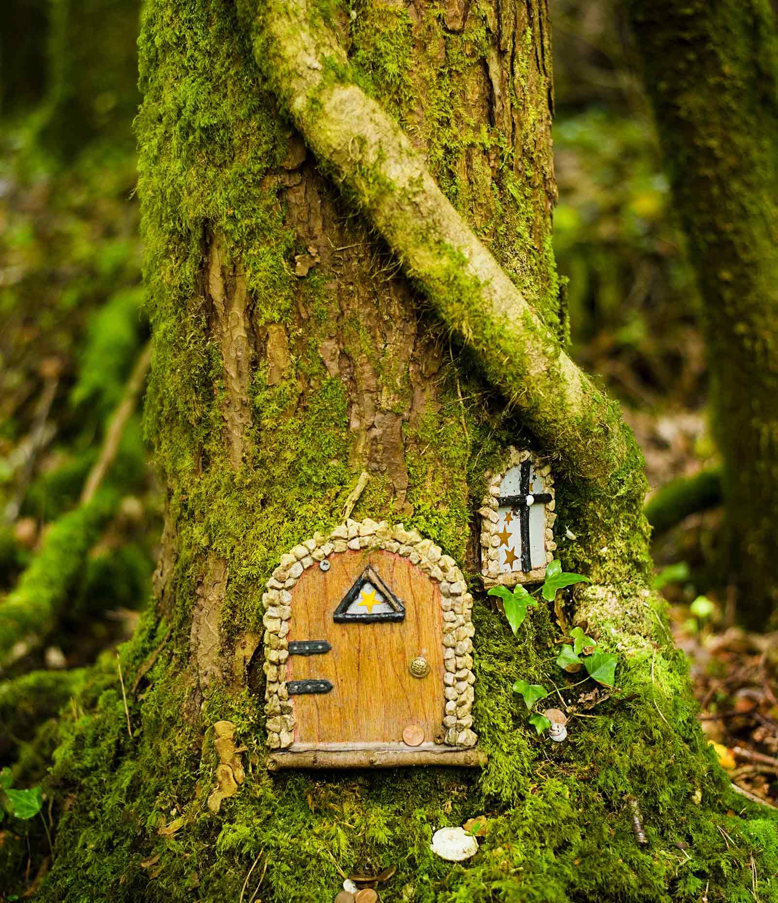 Irish Enchantment: Tales of Fairy Trees